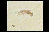 Cretaceous Fossil Shrimp - Lebanon #123980-1